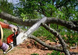 East Renton Highlands, WA Tree Services Company